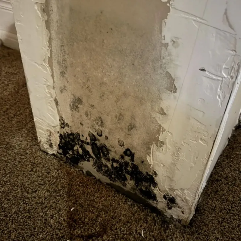 Professional Mold Removal in Groesbeck, TX